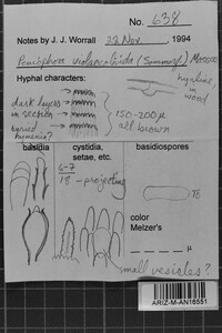 Peniophora violaceolivida image