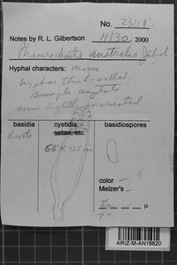 Phanerochaete australis image