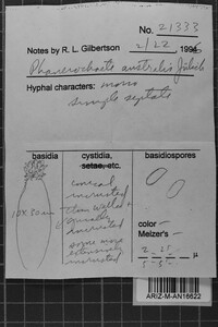 Phanerochaete australis image