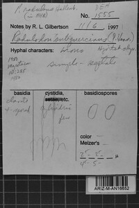 Phanerochaete aculeata image