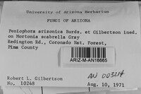 Phanerochaete arizonica image