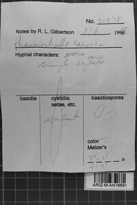 Phanerochaete carnosa image