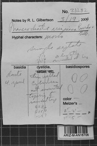 Phanerochaete arizonica image