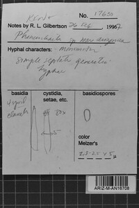 Phanerochaete arizonica image