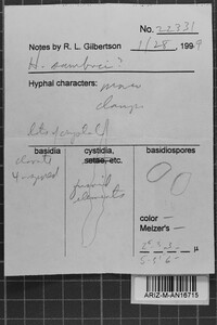 Hyphodontia sambuci image