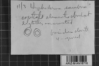 Hyphodontia sambuci image