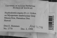 Hyphodontia arguta image
