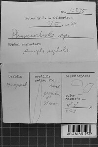 Phanerochaete arizonica image