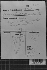 Phanerochaete eburnea image