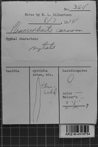 Phanerochaete carnosa image