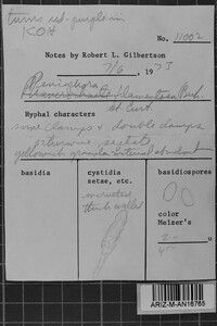 Rhizochaete filamentosa image