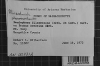 Rhizochaete filamentosa image