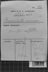 Phanerochaete carnosa image