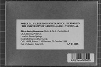 Rhizochaete filamentosa image