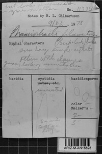 Rhizochaete filamentosa image