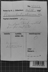 Phanerochaete eburnea image