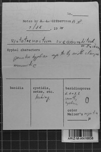 Sistotremastrum suecicum image