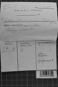 Sistotremastrum suecicum image