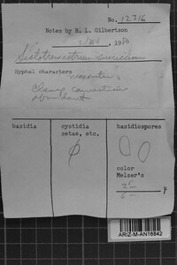 Sistotremastrum suecicum image