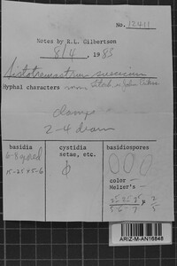 Sistotremastrum suecicum image