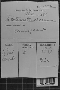 Sistotremastrum suecicum image