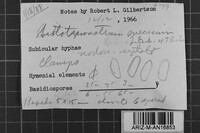 Sistotremastrum suecicum image