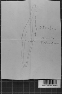 Phanerochaete eburnea image