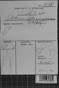 Sistotrema subtrigonospermum image