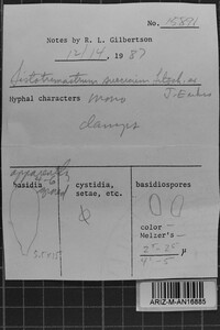 Sistotremastrum suecicum image