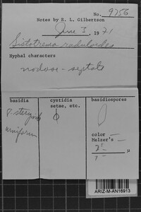 Sistotrema raduloides image