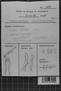 Sistotrema brinkmannii image