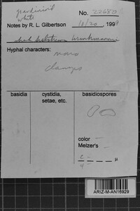 Sistotrema brinkmannii image