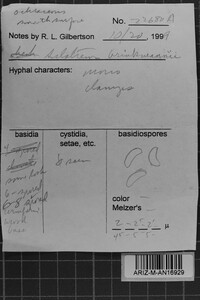 Sistotrema brinkmannii image