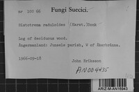 Sistotrema raduloides image