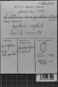 Sistotrema coroniferum image