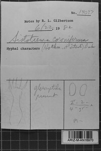 Sistotrema coroniferum image