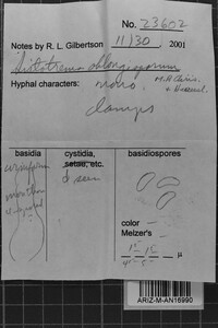 Sistotrema oblongisporum image