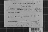 Sistotremastrum suecicum image