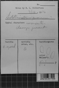 Sistotremastrum suecicum image