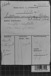 Sistotrema coroniferum image