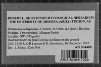 Sistotrema octosporum image