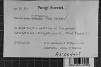 Sistotrema octosporum image