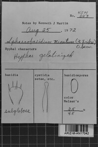 Sphaerobasidium minutum image