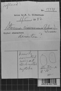 Lopharia cinerascens image