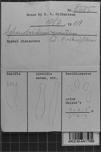 Sphaerobasidium minutum image