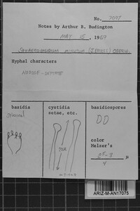 Sphaerobasidium minutum image