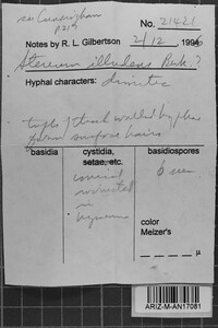 Xylobolus illudens image