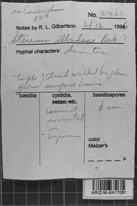 Xylobolus illudens image