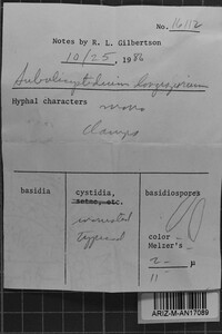 Subulicystidium longisporum image