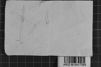 Subulicystidium longisporum image